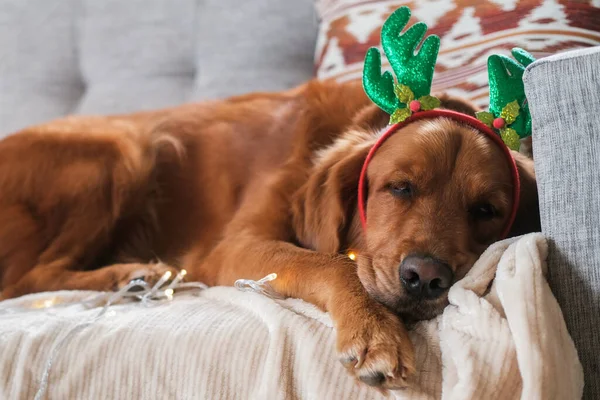 Närbild Golden Retriever Hund Bär Juldräkt Och Renhorn Sover Soffa — Stockfoto