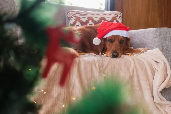 Ön planda süslemeli bir Noel ağacı var. Karşısında bir Golden Retriever köpeği Noel Baba şapkasıyla kanepede yatıyor. Noel Baba şapkası takan bir Noel köpeği. Köpek yorgun..