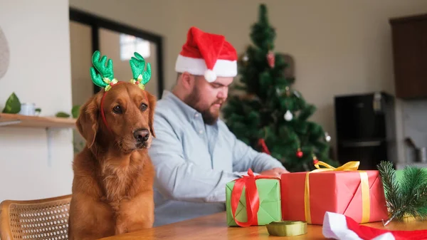 A man and a golden retriever dog wearing Christmas reindeer antlers are packing gifts for Christmas and New Year. On the table are wrapping paper, ribbons, and toys for the Christmas tree. Funny dog.