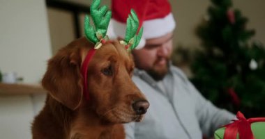 Golden Retriever 'ın komik bir köpeğinin, Noel Baba şapkalı bir adamın Noel ve yeni yıl hediyelerini paketlediği arka planda geyik boynuzlarıyla Noel bandı taktığı yakın plan fotoğrafı..