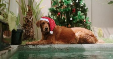 Noel Baba şapkalı Golden Retriever Noel ağacının arka planında havuzun kenarında yatıyor. Tropikal bir iklimde havuzda Noel 'i kutlamak. Yazın havuz başında Noel.