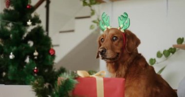 Noel kostümü giymiş bir Golden Retriever köpeği ve geyik boynuzları oturuyor ve Noel ve yeni yıl için hediye paketleri yakındaki sahibi süslemeli bir Noel ağacının arka planına dayanıyor..