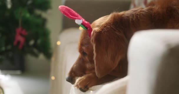 Close Side Shot Golden Retriever Dog Lying Sofa Wearing Santa — Stock Video