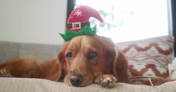 一个金毛猎犬头戴圣诞帽躺在沙发上看着摄像机的特写镜头 用一只狗庆祝圣诞节 带着狗过年 — 图库视频影像