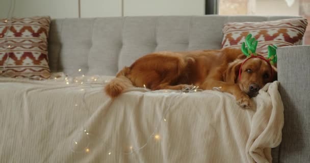 クリスマスのコスチュームとトナカイのアントラーを着たゴールデンレトリーバーの犬は クリスマスライトに囲まれたソファーで寝ています 面白いクリスマス犬 ハッピーニューイヤー — ストック動画