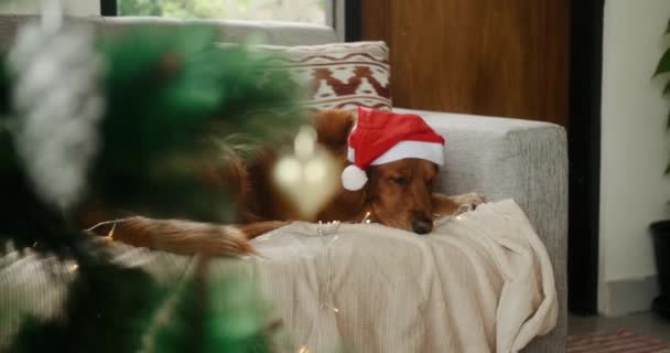 Переднем Плане Рождественская Елка Украшениями Против Которой Золотистая Собака Ретривер — стоковое видео