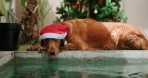 Świętowanie Bożego Narodzenia Lecie Tropikalnym Klimacie Przy Basenie Leży Pies — Wideo stockowe