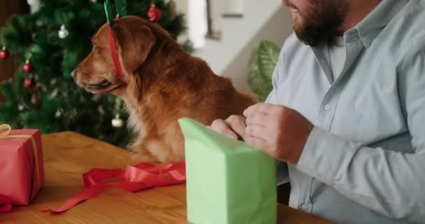 Złoty Pies Retriever Stroju Świątecznym Poroża Jelenia Pomaga Właścicielowi Spakować — Wideo stockowe