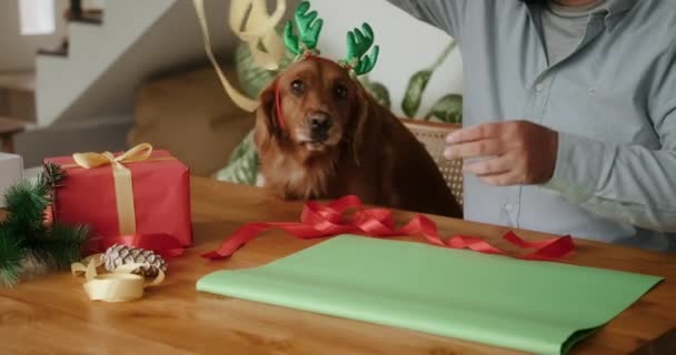 Ein Mann Und Ein Golden Retriever Hund Mit Weihnachtlichem Rentiergeweih — Stockvideo