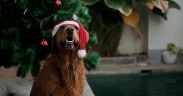 在圣诞树下 坐在游泳池旁边的一只戴着圣诞老人帽的湿淋淋的金毛猎犬的前面 有趣的圣诞狗 在热带地区过新年 耶稣诞生 — 图库视频影像