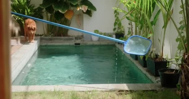 Man Städar Privat Pool Baksidan Villa Gyllene Retriever Hund Sitter — Stockvideo