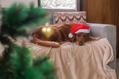 Ön planda süslemeli bir Noel ağacı var. Karşısında bir Golden Retriever köpeği Noel Baba şapkasıyla kanepede uyuyor. Noel Baba şapkası takan bir Noel köpeği. Köpek yorgun..