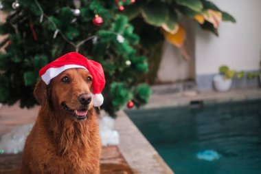 Tropikal bir iklimde Noel 'i kutlamak. Noel Baba şapkalı bir golden retriever köpeği havuzun kenarında yatıyor, arkasında da bir Noel ağacı var. Yeni yıl arifesi bir köpekle havuzda..