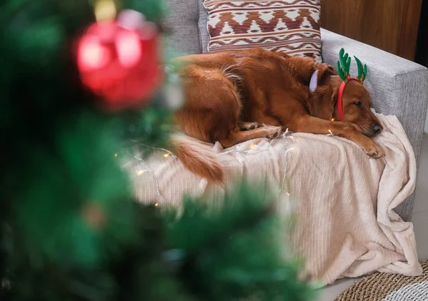 一只穿着圣诞服装 头戴鹿角的金毛猎犬睡在沙发上 前排是一棵圣诞树 圣诞卡宠物店有狗的圣诞横幅 — 图库照片