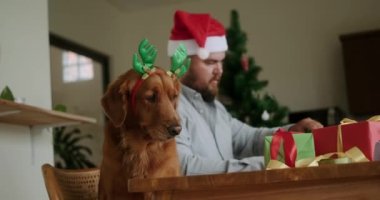 Noel geyiği kostümü giyen bir Golden Retriever köpeği sineği yakalamaya çalışırken, sahibi Noel ve yeni yıl hediyelerini arka planda saklamaya çalışıyor. Komik Noel köpekleri.