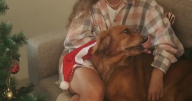 Golden Retriever cinsinin bir Noel köpeği Noel ağacının yanındaki genç bir kadının kucağında yatıyor. Evli bir çift Noel Baba şapkası takan bir köpekle yeni yılı kutluyor. Köpeği öp..
