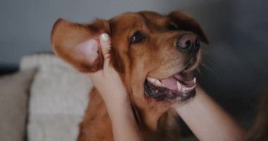 Sahibi tarafından okşanan Golden Retriever cinsinden bir köpeğin ağızlık resmi, komik bir köpek. Köpek bakıcısı ve yürüme servisi. Kulaklarının arkasını okşa.