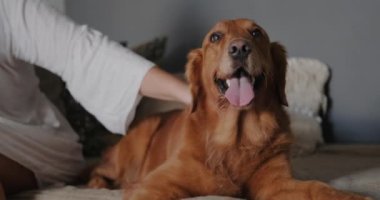 Genç bir kadın, yanında uzanan golden retriever köpeğini elle okşar. Köpek ağzı açık ve dili dışarı çıkmış bir şekilde uzanıyor. İnsan ve köpek arasındaki arkadaşlık kavramı..