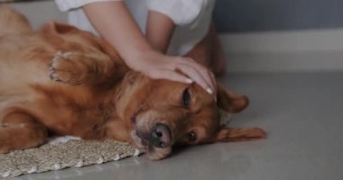 Golden Retriever cinsinden bir köpek yerde yatıyor, yakınlarda genç bir kadın köpeği okşuyor ve sarılıyor. Komik köpek evde kadın sahibiyle oynaşıyor..