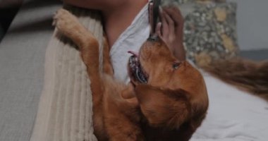 Dizüstü bilgisayar üzerinde çalışan genç bir kadının yanında uzanan esneyen bir Golden Retriever köpeğinin dikey videosu. İnternetten okuyorum. Serbest çalışanın yanında bir köpek..