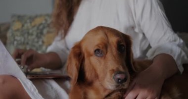 Dizüstü bilgisayarlı genç bir kadının ellerini yakın çekimde, bir kanepede oturuyor ve yanında bir golden retriever yatıyor. Bir kadın bir köpek besliyor ve evden çalışıyor. Bağımsız çalışma kavramı..