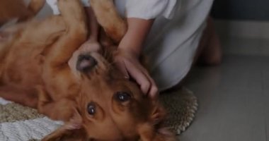 Sahibi tarafından kucaklanan bir Golden Retriever köpeğinin portresi. Genç bir kadın köpeğine sarılıp kulaklarının arkasını kaşıyarak köpekle oynuyor. Golden Retriever aşıkları. Köpek bakıcısı.