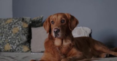 Golden Retriever cinsinden bir köpek kanepede yatar ve dikkatle yukarı doğru bakar. Köpeğe beklemeyi öğretiyorum. Evcil hayvan dükkanı ve köpek gezdirme servisi için arka plan.