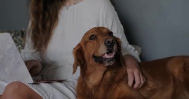Kadın sahibinin işine karışan Golden Retriever köpeğinin yakın plan görüntüsü. Genç bir kadın kanepede otururken dizüstü bilgisayar kullanarak evden çalışıyor. Serbest İşçi.