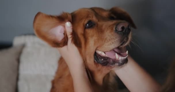 Portret Psa Rasy Golden Retriever Pieszczonego Przez Właściciela Zabawnego Psa — Wideo stockowe