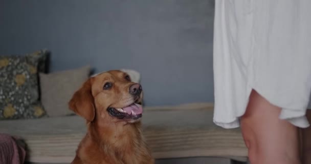 Pies Golden Retriever Siedzi Patrzy Swoją Właścicielkę Stoi Pobliżu Uczy — Wideo stockowe