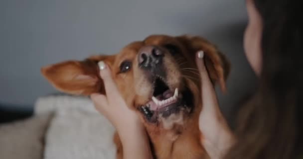 Grappig Gezicht Van Een Golden Retriever Hond Die Wordt Gestreeld — Stockvideo