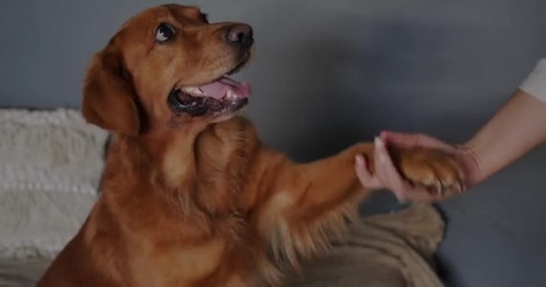 ゴールデンレトリーバーの犬は その若い女性の所有者に一足を与えます 犬のトレーナーは犬の指揮を教えている 犬は高い5を与える — ストック動画