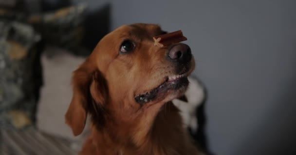 鼻に小さな骨を持っている犬の面白い顔のクローズアップ 犬を飼うことは 治療のためのトリックを行います 犬のトレーニングとコマンド実行 動物のトリックは 鼻に治療を保持します — ストック動画