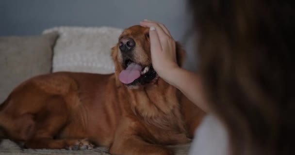 Een Jonge Vrouw Aaien Haar Golden Retriever Hond Die Ligt — Stockvideo