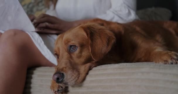 Een Verveelde Slaap Gevallen Golden Retriever Hond Ligt Naast Vrouwelijke — Stockvideo