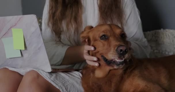 Een Jonge Vrouw Werkt Een Laptop Bank Huisdieren Haar Golden — Stockvideo