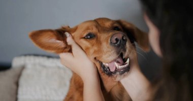 Genç bir kadın tarafından okşanan Golden Retriever köpeğinin komik yüzü. Köpeklerle eğlenceli oyunlar. Hayvan mağazası ve köpek gezdirme hizmetleri. Sahibi ile komik bir köpek..