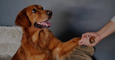 Bir Golden Retriever köpeği genç sahibine patisini verir. Bir köpek eğitmeni bir köpeğe emir vermeyi öğretir. Köpek beşlik çakar..