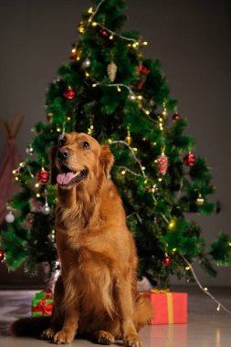 Golden Retriever, ışıkları, süslemeleri ve gülümsemeleri olan bir Noel ağacının arka planında oturur. Ağacın altında hediyeler var. Yılbaşı köpeğinin gecesi.