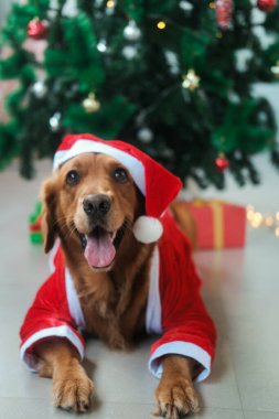 Golden Retriever cinsinden bir köpeğin dikey fotoğrafı Noel Baba kostümlü bir Noel ağacının arka planında yatıyor. Noel köpeği Noel Baba şapkası takıyor..