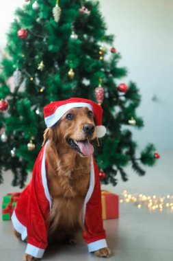 Noel köpeği Golden Retriever, Noel Baba kostümü içinde bir Noel ağacının arka planında süslemeleri ve çelenkleri ile oturuyor. Yeni yılı bir evcil hayvanla kutlamak..