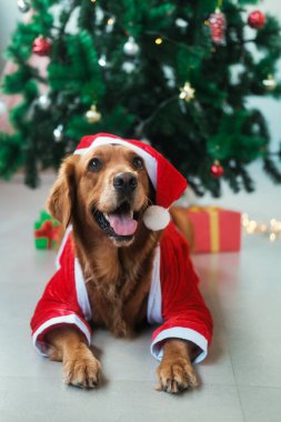 Noel Baba kostümlü ve şapkalı Golden Retriever köpeği Noel ağacının altında yatıyor ve gülümsüyor. Evcil hayvan dükkanı için yeni yıl köpek maskotu. Noel 'de bir köpek arka planda çelenklere karşı.