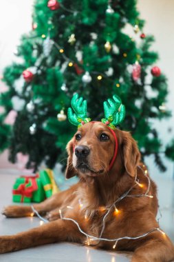Geyik boynuzu ve boynunda çelenk olan Golden Retriever cinsinden bir köpek bir Noel ağacının arka planında yatıyor. Noel köpeği, bir köpekle yeni yıl, aile gelenekleri.