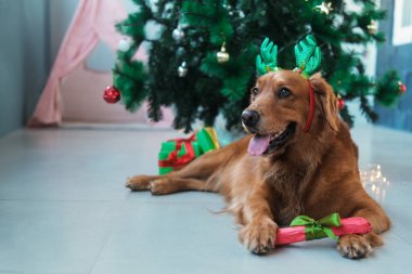 Yılbaşı hediyesi olarak kemik ve sevgili köpeğiniz için Noel hediyesi. Golden Retriever cinsinden bir köpek Noel ağacının yanında yatıyor ve pençelerinde ona verilen bir hediyeyi tutuyor. Evcil hayvan mağazası afişi.