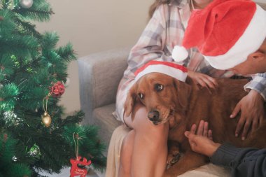 Noel köpeği yeni yılı ailesiyle kutlar. Noel kıyafetleri içinde bir aile Noel ağacının yanındaki kanepede oturuyor ve Noel Baba şapkası takan Golden Retriever köpeğini evcilleştiriyor..
