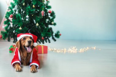 Noel Baba kostümü içinde bir Noel ağacının arka planında duran Golden Retriever cinsinden bir köpekle pankart. Noel köpeğiyle birlikte beyaz bir arkaplanda metin için boş alan.