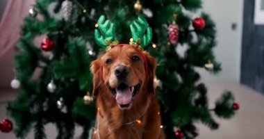 Golden Retriever cinsinden bir köpeğin portresi bir Noel ağacının arka planında. Kafasında geyik boynuzları ve boynunda parlak bir çelenk olan saç tutacağı olan bir köpek. Kostümlü yeni yıl köpeği.