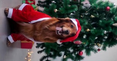Dikey Noel Köpeği Golden Retriever Noel Baba kostümlü ve süslü bir Noel ağacının arka planında oturuyor. Yeni yılı bir evcil hayvanla kutlamak..