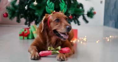 Geyik boynuzları olan Golden Retriever cinsinden bir köpek Noel ağacının altında yatıyor ve pençelerinde bir hediye tutuyor. Yeni yılda köpek için bir kemik hediye. Fiyonklu bir paketin içindeki bir köpek kemiği için hediye..