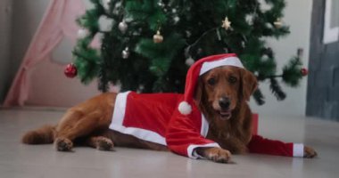 Golden Retriever cinsinden bir köpek yeni yıl elbisesi ve Noel Baba şapkası içinde süslemeleri ve hediyeleri olan bir Noel ağacının arka planında yatar. Evcil hayvan dükkanı için yeni yıl köpeği.